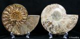 Inch Split Ammonite Pair #2613-1